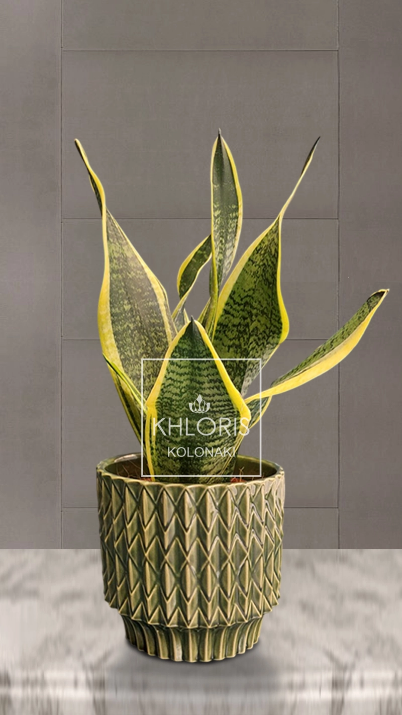 Σανσιβέρια σε κεραμικό πράσινο κασπώ